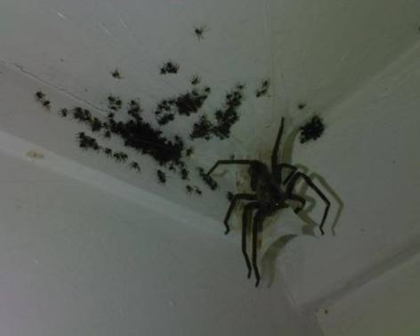 giant spider mom